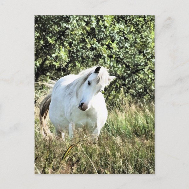 WELSH MOUNTAIN PONY POSTKARTE (Vorderseite)