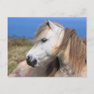 Welsh Pony Postkarte
