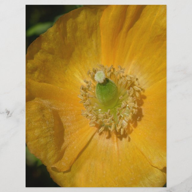 Welsh Poppy Macro (Vorderseite)