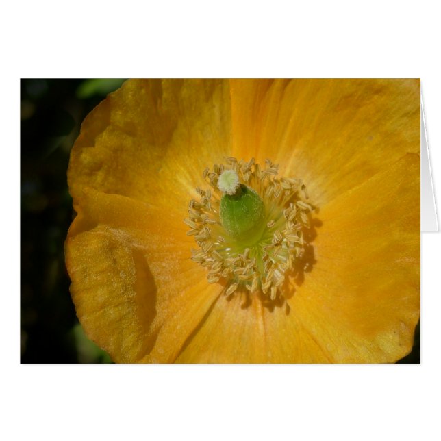 Welsh Poppy Macro (Vorderseite (Horizontal))