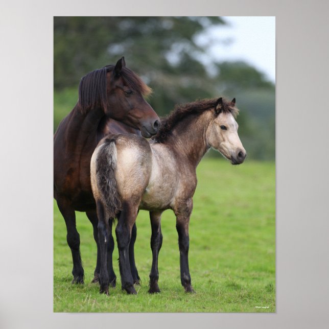 Welsh Section D Mare and Foal Stehend Poster (Vorne)