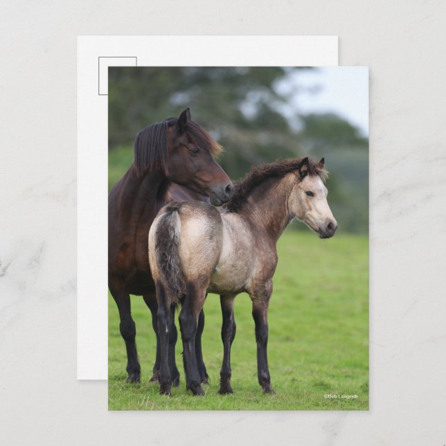 Welsh Section D Mare and Foal Stehend Postkarte (Vorne/Hinten)