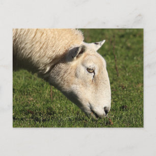 Welsh Sheep Postkarte