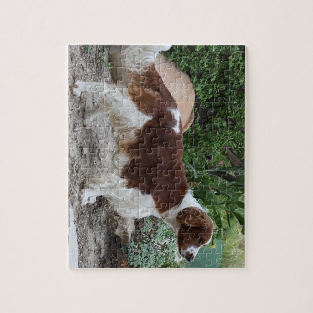 Welsh_Springer_Spaniel_full.png Puzzle (Vertikal)