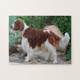 Welsh Springer Spaniel Hund Jigsaws. Puzzle