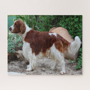 Welsh Springer Spaniel Hund Jigsaws. Puzzle