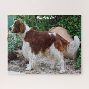 Welsh Springer Spaniel Hund Jigsaws. Puzzle