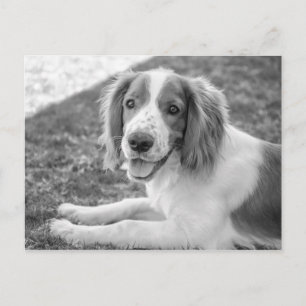 Welsh Springer Spaniel - Schwarz & Weiß   Postkart Postkarte
