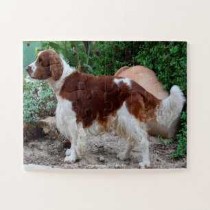 Welsh Springer unser Haustier Puzzle
