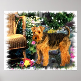 Welsh Terrier Art Print Poster