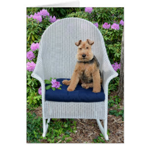 Welsh Terrier auf Korbstühlen