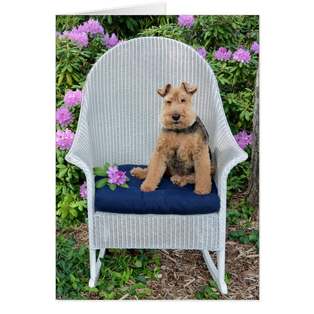 Welsh Terrier auf Korbstühlen (Vorne)