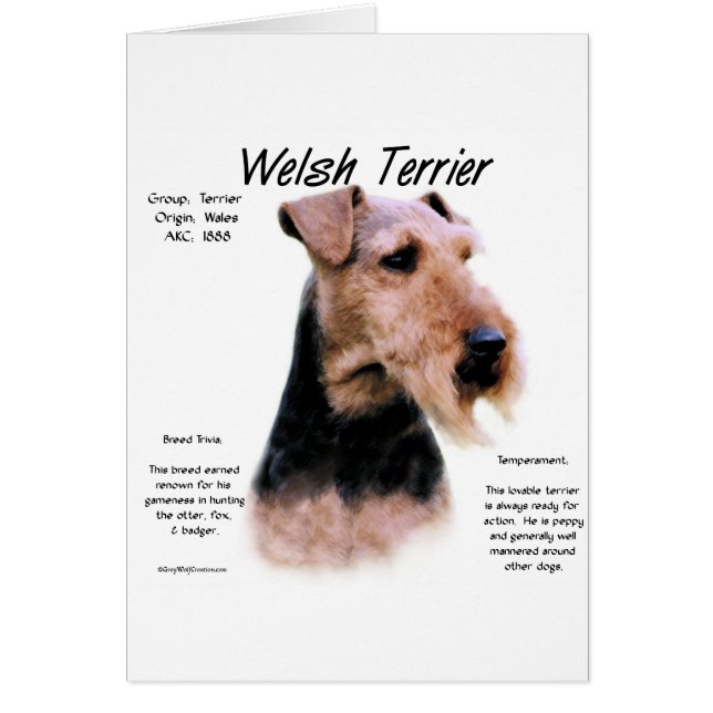 Welsh Terrier History; Über walisische Terrier (Vorne)