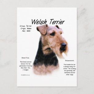 Welsh Terrier History; Über walisische Terrier Postkarte