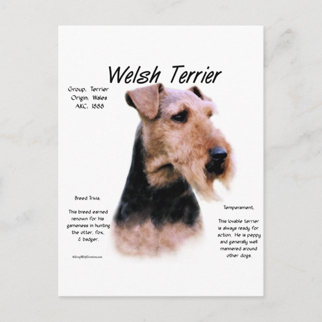Welsh Terrier History; Über walisische Terrier Postkarte (Vorderseite)