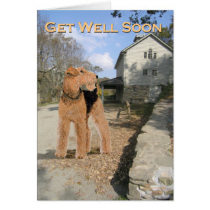 Welsh Terrier im Hof des Stalls