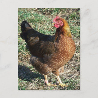 WelSummer Hen Out in der Sonne Postkarte