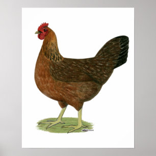 Welsummer Hen Poster