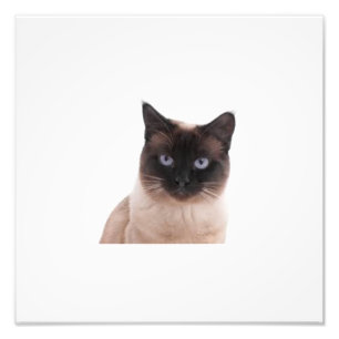 Weltbestes niedliches KatzenFoto Fotodruck