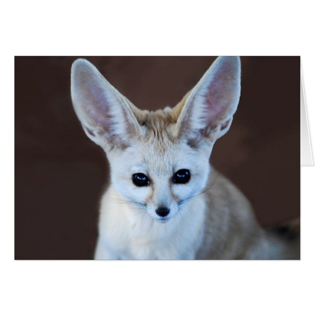 Welten Niedlicher Fennec Fox (Vorderseite (Horizontal))