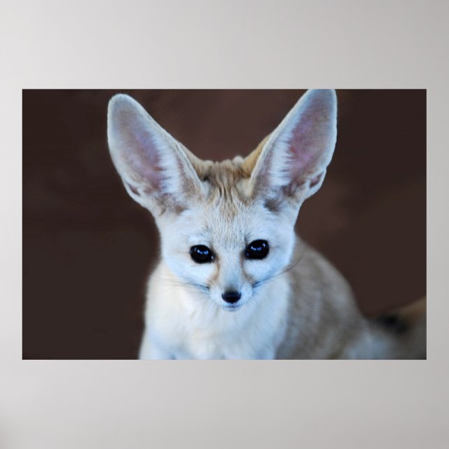 Welten Niedlicher Fennec Fox Poster (Vorne)
