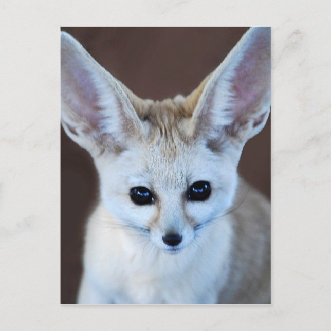 Welten Niedlicher Fennec Fox Postkarte (Vorderseite)