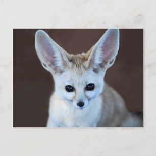 Welten Niedlicher Fennec Fox Postkarte