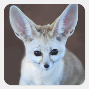 Welten Niedlicher Fennec Fox Quadratischer Aufkleber