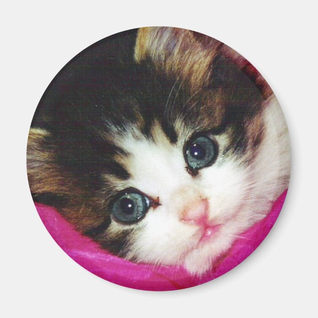 Welten Niedlicher Kitten Magnet (Vorne)