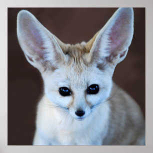 Weltniedlichster Fennec Fox Poster