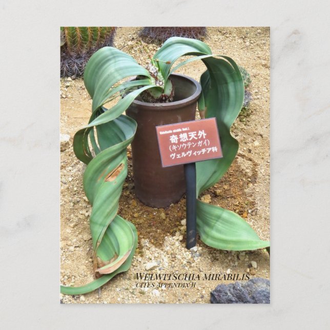 Welwitschia mirabilis [Postkarte] Postkarte (Vorderseite)