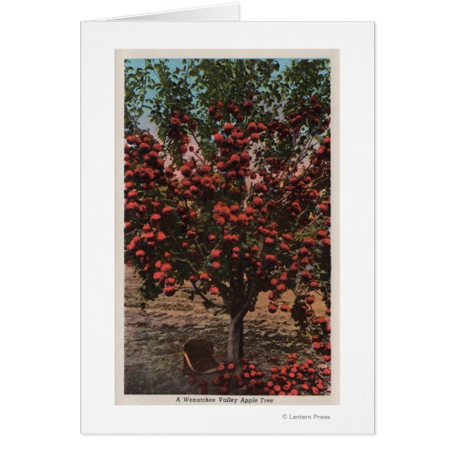 Wenatchee, WAA Wenatchee Valley Apple Tree (Vorne)