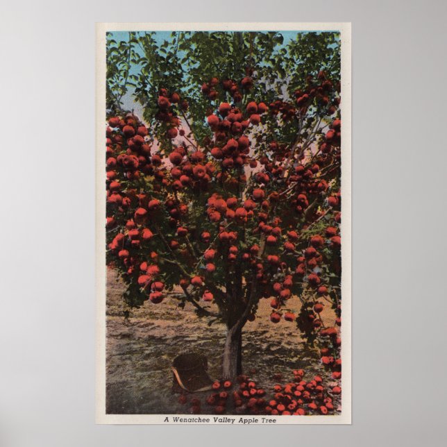 Wenatchee, WAA Wenatchee Valley Apple Tree Poster (Vorne)