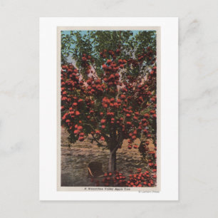 Wenatchee, WAA Wenatchee Valley Apple Tree Postkarte
