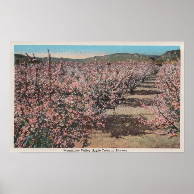 Wenatchee, WAView of Apple Trees in Blossom Poster (Vorne)