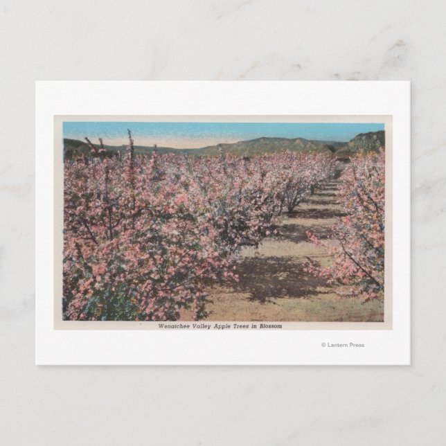 Wenatchee, WAView of Apple Trees in Blossom Postkarte (Vorderseite)