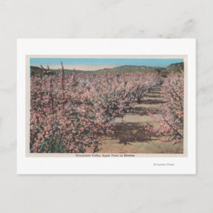 Wenatchee, WAView of Apple Trees in Blossom Postkarte