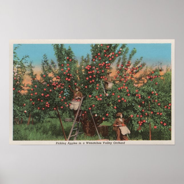 Wenatchee, WAView von Apple Orchard & Workers Poster (Vorne)
