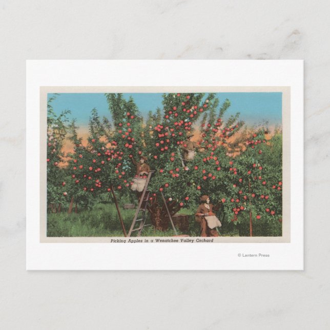Wenatchee, WAView von Apple Orchard & Workers Postkarte (Vorderseite)