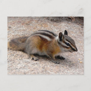 Wenig Chipmunk auf Weg Postkarte