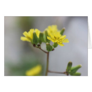 Wenig gelbe Blume #4