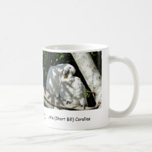 Wenig (kurzer Bill) Corellas Tasse