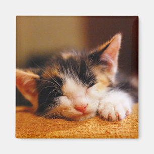 Wenig Miezekatze-Schlafen Magnet