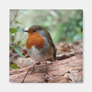 Wenig Robin-Magnet Magnet