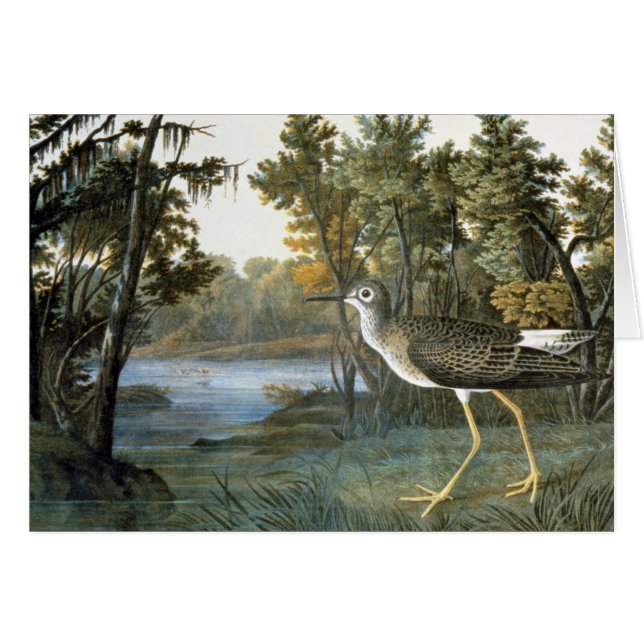 Wenig Yellowlegs (Vorderseite (Horizontal))