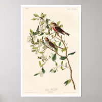 Weniger Rote Umfrage von Audubon Poster