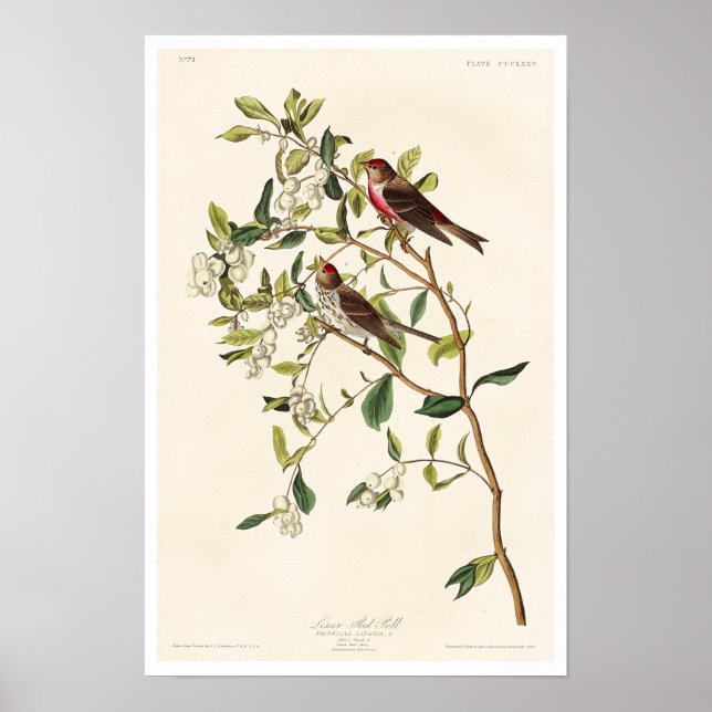 Weniger Rote Umfrage von Audubon Poster (Vorne)
