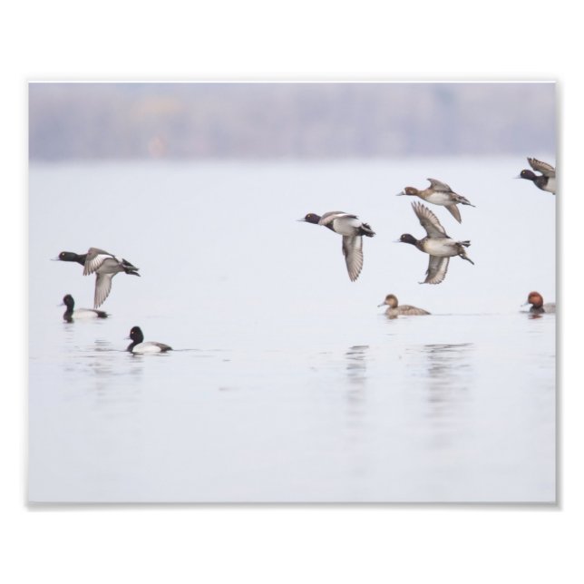 Weniger Scaups Enten an der Bucht Fotodruck (Vorne)