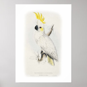 Weniger schwefelhaltiges Kakadu Poster