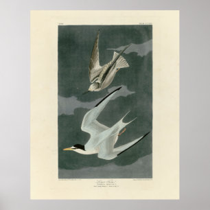 Weniger (zumindest) Tern - Audubons Vögel in Ameri Poster